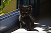chatons2011-03.jpg