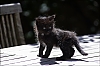 chatons2011-04.jpg