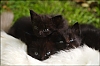 chatons2011-05.jpg