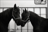 chevaux.jpg