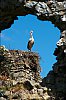 cigogne05.jpg