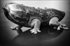 cornilezard.jpg