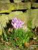 crocus.jpg