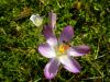 crocus2.jpg