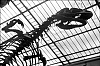 dinos-11A.jpg