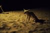 fennec2.jpg