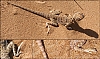 lezard.jpg