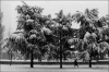 neige05~0.jpg
