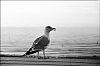 normandie-5-22.jpg