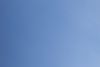 oiseau~0.jpg