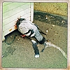 pigeon.jpg