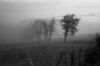 stenopebrouillard.jpg