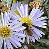 Abeille_.jpg