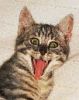 AvatarGremlin.jpg