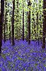 BoisDeHalle1.gif