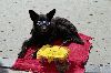 ChienBelgicain.gif