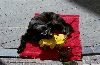 ChienBelgicain2.gif