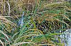 DSC0011CrdPrt.jpg