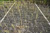 DSC00321W.jpg