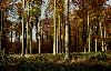 ForestPrtW1.gif