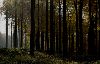 ForestPrtW2.gif