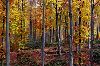 ForestPrtW3.gif