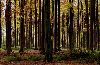 ForestPrtW4.gif