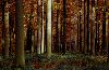 ForestPrtW5.gif