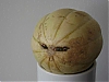 MelonGrognonW.jpg