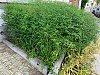 Plante2-copieWPrt.jpg