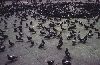 PrtVenisePigeons.gif