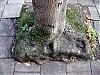RacineVarree2W.jpg