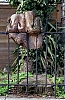 SansQueueNiTeteW2.jpg