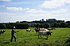 Vaches.jpg