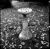 automne-2008.gif