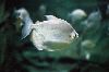 axolotls-2.gif
