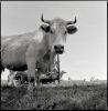 cow_regard.jpg