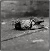 oiseau_mort.jpg