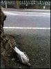 pigeon.jpg