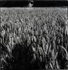 wheatfield.jpg