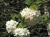 24051504OLY.jpg