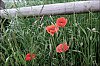 24060603XT.jpg