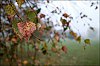 24101403VI.JPG