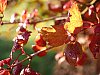 25102204OLY.JPG