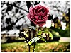 25110502OLY.JPG