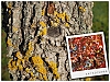 Arbre1.jpg