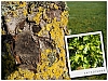 Arbre2.jpg
