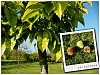 Arbre3.jpg
