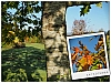 Arbre4.jpg