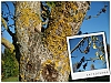 Arbre5.jpg